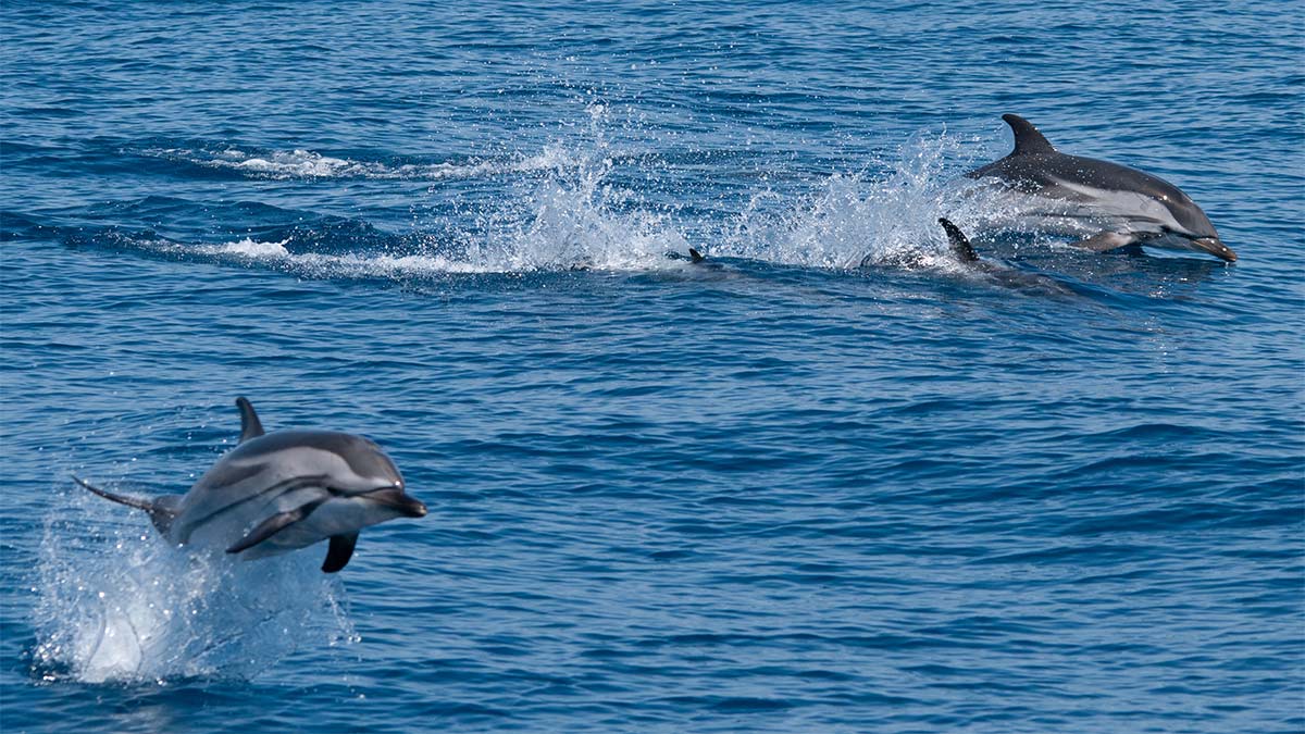 observation des dauphins