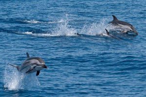 dauphins au cap d'agde
