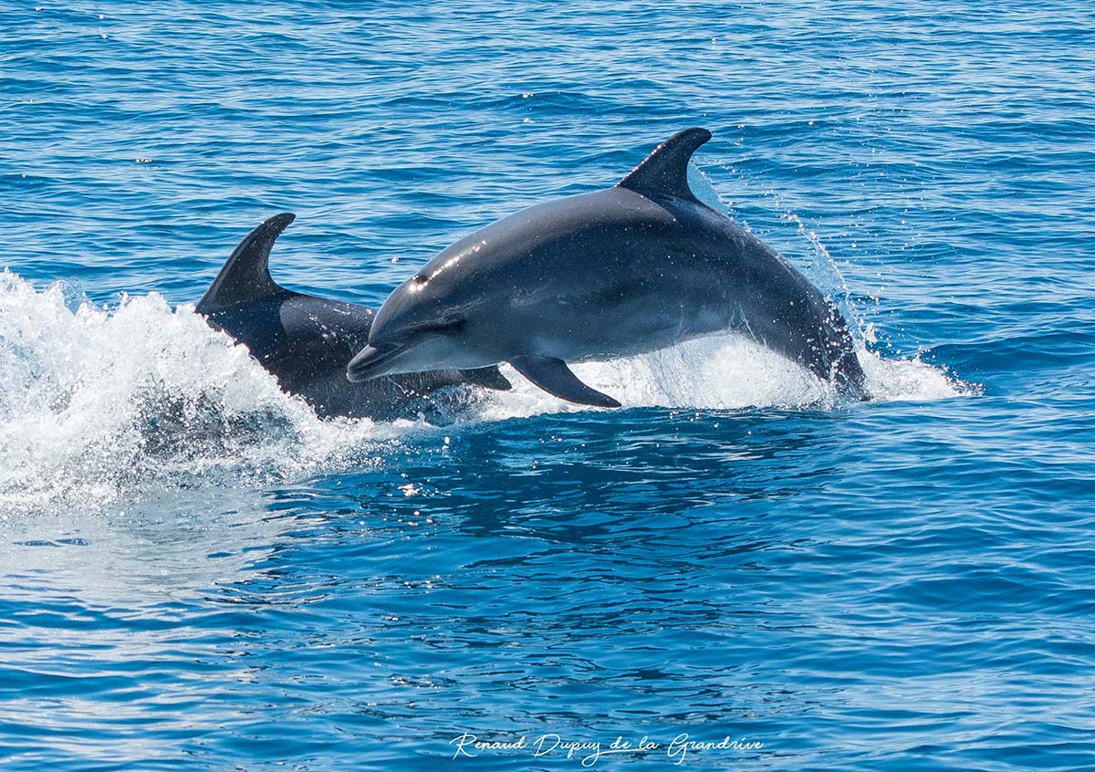dauphins méditerranée