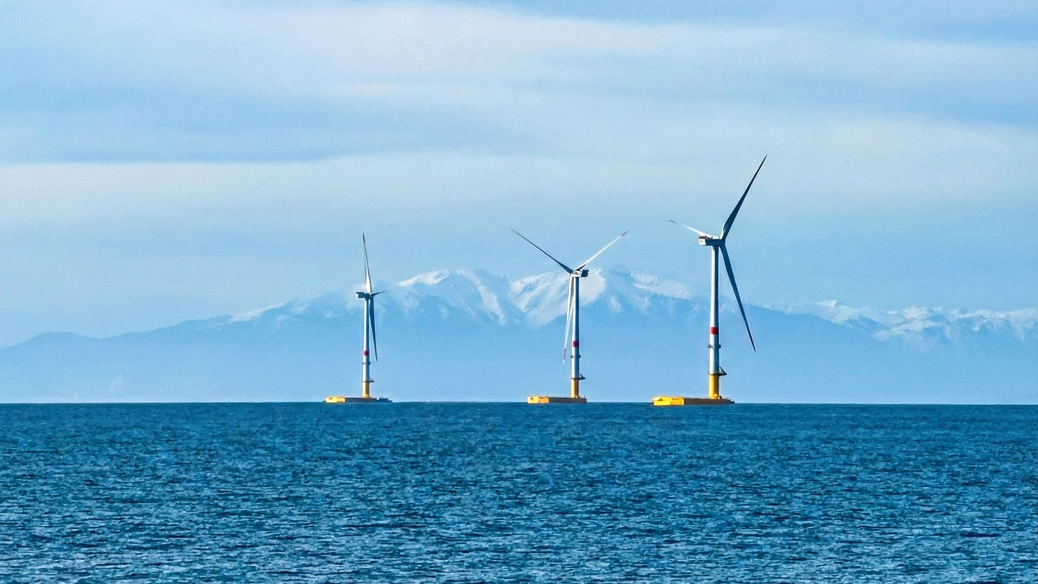 observation des dauphins